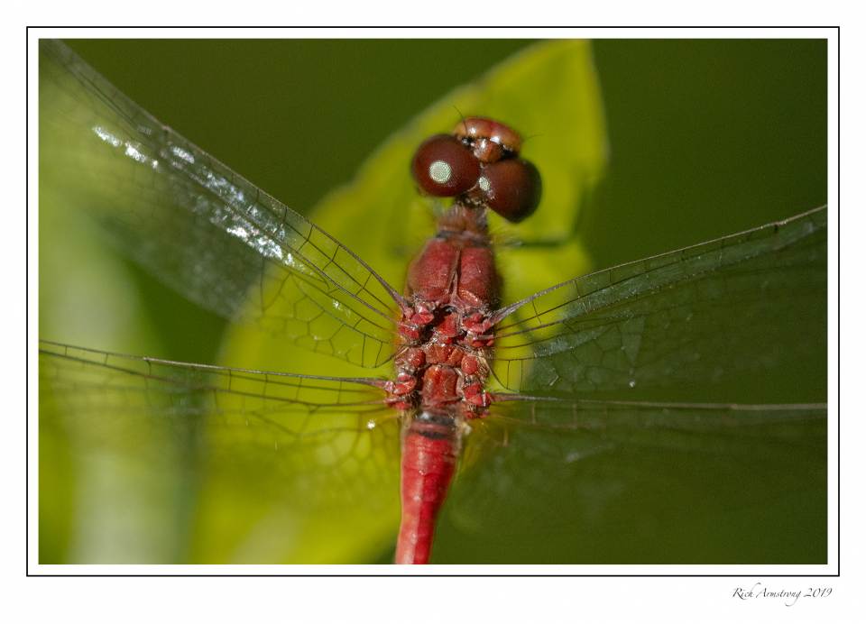 red dragonfly 3g a.jpg
